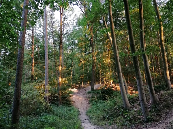 Wie entschleunigend ein Spaziergang durch den Wald wirken kann, erfahren die Teilnehmenden des Gesundheitswanderns. Foto: Nicole Philipps